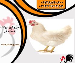 قیمت مرغ تخمگذار صنعتی،خریدار مرغ تخمگذار - طیور 