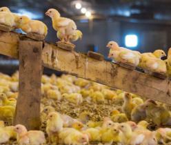 پرورش مرغ گوشتی و سود دهی سریع - فروش جوجه گوشتی