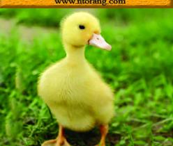 فروش و قیمت جوجه اردک یکروزه و 15 روزه گوشتی