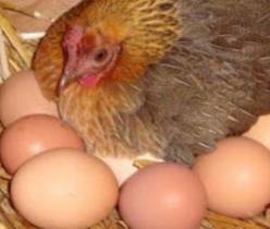 فروش مرغ تخمگذار بومی با درصد تخمگذاری بالا