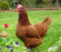 فروش نیمچه مرغ 2 ماهه بومی گلپایگان - طیور