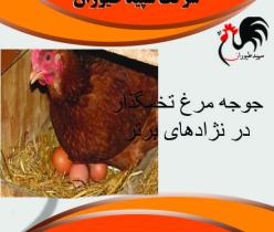 قیمت مرغ تخمگذار 4 ماهه - طیور  