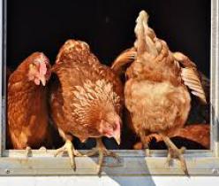 فروش مرغ لوهمن 4 ماهه با قیمت استثنایی - طیور