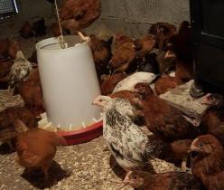 فروش نیمچه سه ماهه تخمگذار اصلاح نژاد شده/ مرغ محلی