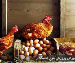 فروش مرغ تخم گذار شرکت سپید طیوران - طیور