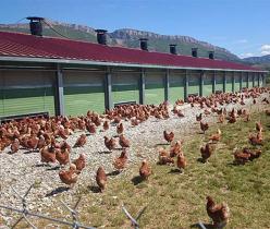 پرورش مرغ بومی ، گوشتی و تخم گذار