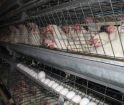 قیمت قفس مرغ تخمگذار و فروش قفس مرغ تخمگذار