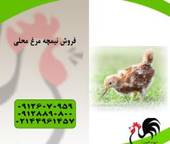 قیمت نیمچه مرغ محلی در مناطق مختلف - طیور 