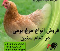 فروش مرغ بومی تخمگذار 1ماهه و 2 ماهه و3 ماهه و6 ماهه بومی