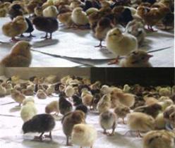 فروش جوجه یکروزه مرغ تخمگذار محلی - طیور