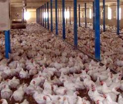 میزان سوددهی پرورش جوجه مرغ گوشتی- فروش جوجه 