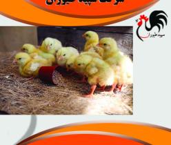 فروش مستقیم و بدون واسطه جوجه مرغ گوشتی - طیور