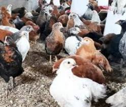 پرورش مرغ محلی -پرورش مرغ- پرورش مرغ های گوشتی 