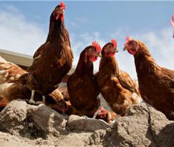 خرید و فروش مرغ محلی گلپایگان ، مرغ تخمگذار - طیور