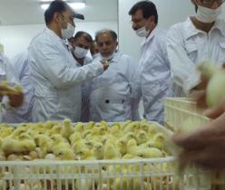 فروش جوجه مرغ گوشتی یک روزه شرکت 