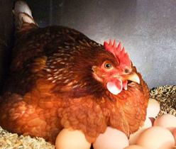 فروش مرغ تخم گذار لوهمن - قیمت مرغ تخمگذار - طیور