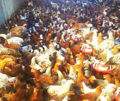 پرورش و فروش مرغ بومی گلپایگانی در تمام سنین - طیور