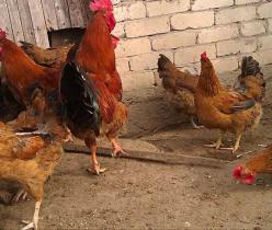  پرورش مرغ بومی ، گوشتی و تخم گذار