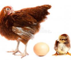 فروش مرغ بومی تخم گذار،راندمان تولید بالا با تضمین