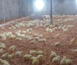 پرورش مرغ گوشتی - استان تهران