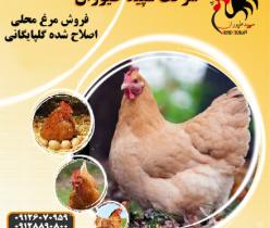 قیمت نیمچه مرغ محلی - طیور
