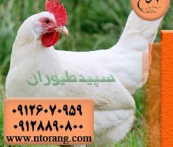 قیمت مرغ تخمگذار صنعتی ، فروش مرغ تخمگذار صنعتی ال اس ال