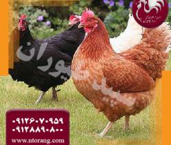 قیمت نیمچه مرغ محلی ، فروش نیمچه مرغ محلی-طیور