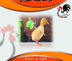 قیمت جوجه اردک 20 روزه-فروش مستقیم اردک - طیور 