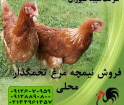پرورش و قیمت نیمچه مرغ محلی تخمگذار -طیور