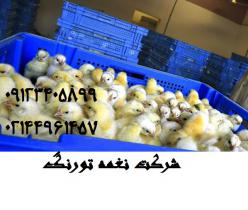 فروش جوجه یک روزه مرغ گوشتی هوبارد -نغمه طیور- طیور