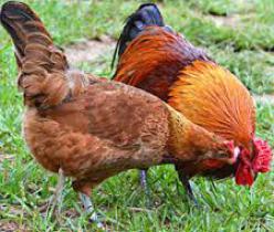 فروش عمده مرغ و خروس زنده - اصلاح شده