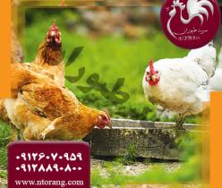 مرغ بومی،فروش مرغ بومی ارسال به سراسر - طیور 