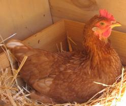 فروش مرغ تخم گذار محلی چهار ماهه گلپایگانی - طیور