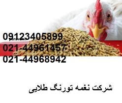 فروش مرغ تخمگذار شیور - طیور