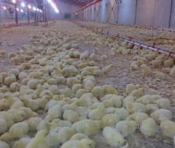 پرورش و فروش عمده مرغ گوشتی ( زنده ) - طیور