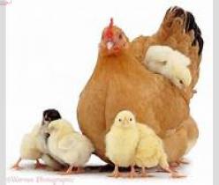 فروش نیمچه مرغ محلی 3 ماهه تخمگذار بومی , سه ماهه محلی , جوجه یکروزه بومی , جوجه خروس