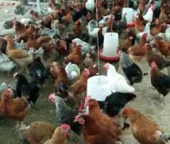 فروش ویژه مرغ 6 ماهه و 4 ماهه تخم گذار و جوجه محلی 
