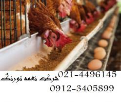 فروش مرغ تخم گذار 4 ماهه ، قیمت جوجه مرغ تخم گذار -نغمه طیور- طیور