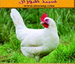 فروش مرغ تخمگذار ال اس ال ، مرغ تخمگذارصنعتی- طیور