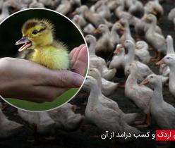 فروش اردک ، قیمت جوجه اردک