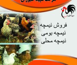 فروش و قیمت نیمچه مرغ محلی 3ماهه - طیور 