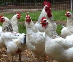 مرغ پولت تخمگذار صنعتی 