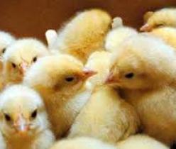 فروش جوجه مرغ محلی گوشتی ، تخمگذار و نیمچه 