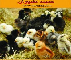 فروش جوجه مرغ محلی گلپایگان - جوجه مرغ 45روزه-طیور