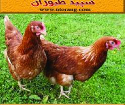 قیمت نیمچه مرغ محلی ، فروش نیمچه مرغ محلی - طیور