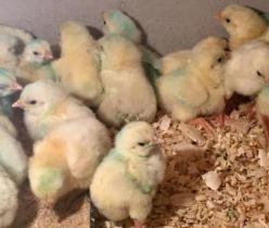 فروش جوجه مرغ تخمگذار 