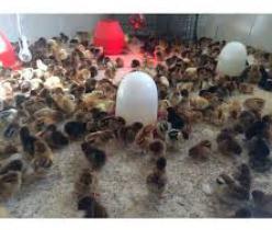 فروش عمده جوجه یک روزه گلپایگانی ، مرغ تخمگذار - طیور