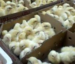 فروش ویژه جوجه مرغ یک روزه - مرغ گوشتی هوبارد - طیور