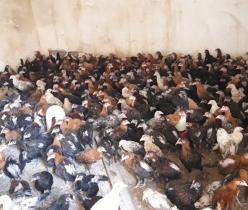 فروش نیمچه مرغ محلی نود روزه اصلاح شده- طیور