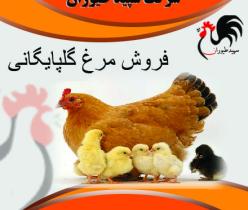 فروش مرغ تخمگذار گلپایگانی - طیور 